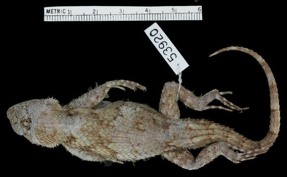 Image of Sceloporus lundelli gaigeae Smith 1939