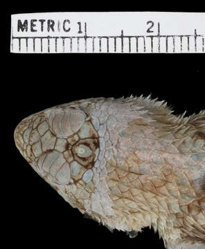 Image of Sceloporus lundelli gaigeae Smith 1939