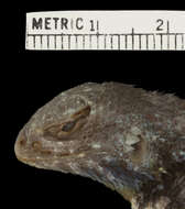 Image of Sceloporus spinosus caeruleopunctatus Smith 1938