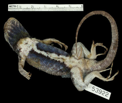 Image of Sceloporus spinosus caeruleopunctatus Smith 1938