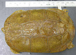 Image of Coahuilan box turtle