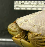 Image of Coahuilan box turtle