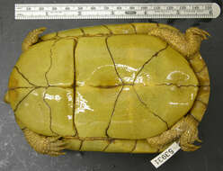 Image of Coahuilan box turtle