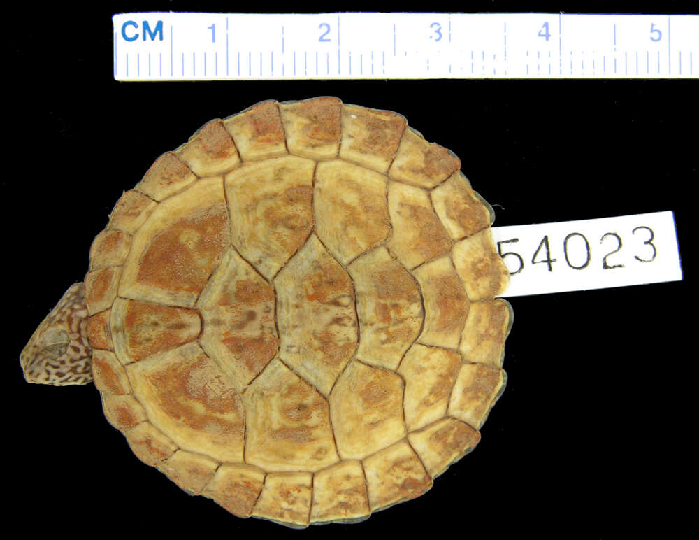 Image of Flattened Musk Turtle