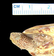 Image of Flattened Musk Turtle