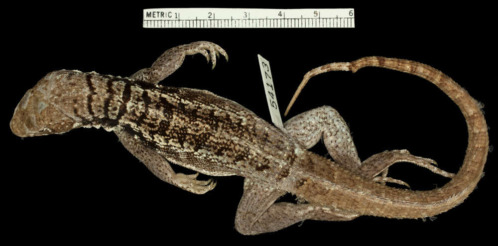 Image of Leiocephalus psammodromus mounax Schwartz 1967
