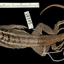 صورة Leiocephalus psammodromus cacodoxus Schwartz 1967