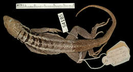 صورة Leiocephalus psammodromus cacodoxus Schwartz 1967