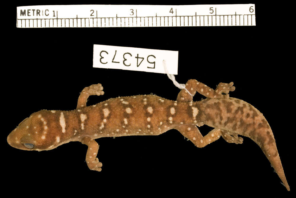 Image of Pachydactylus katanganus De Witte 1953