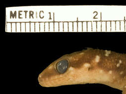 Pachydactylus katanganus De Witte 1953 resmi