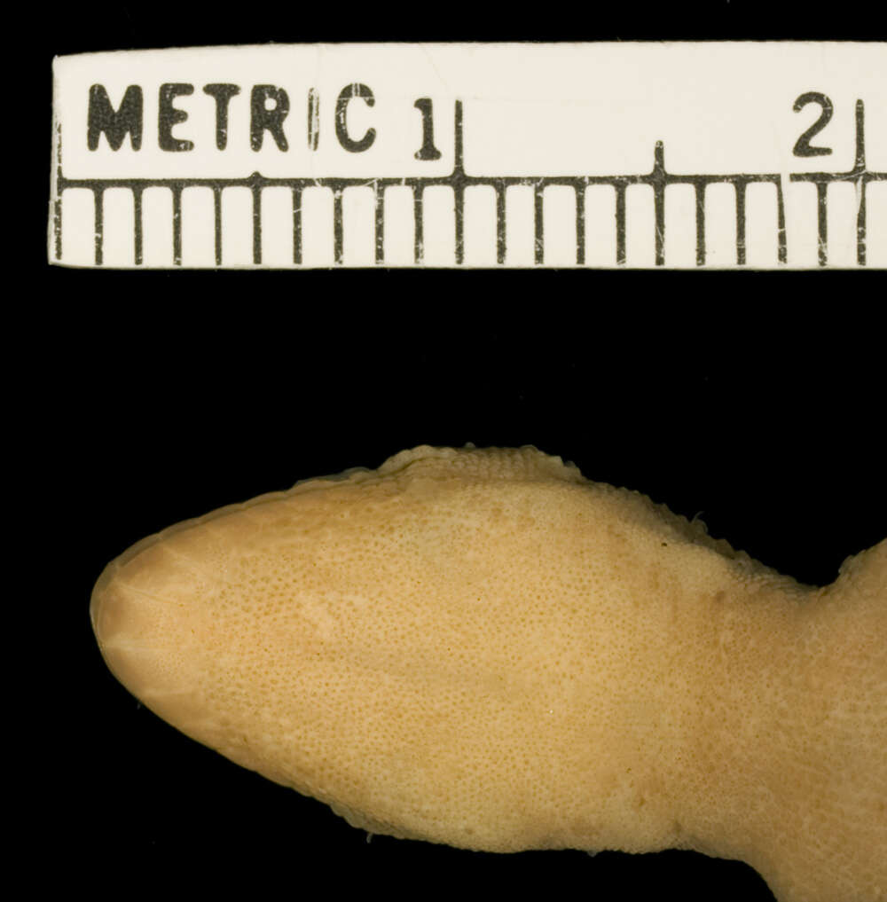 Image of Pachydactylus katanganus De Witte 1953