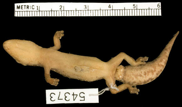 Image of Pachydactylus katanganus De Witte 1953