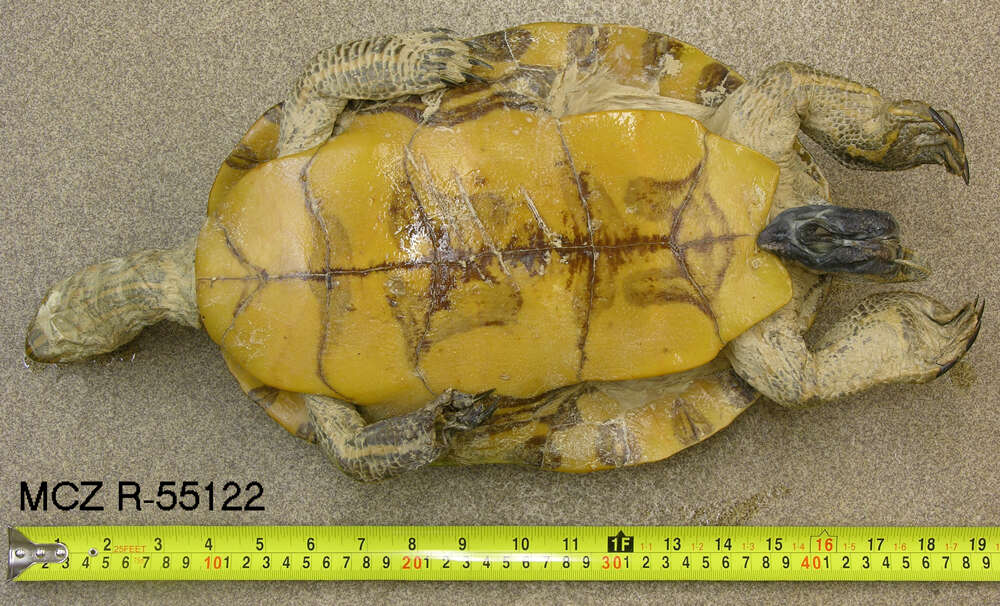 Image of <i>Trachemys scripta ornata</i>