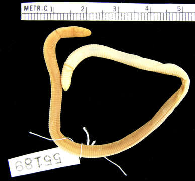 Image of Ghana Worm Lizard