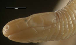 Image of Ghana Worm Lizard