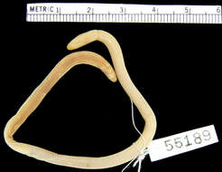 Image of Ghana Worm Lizard