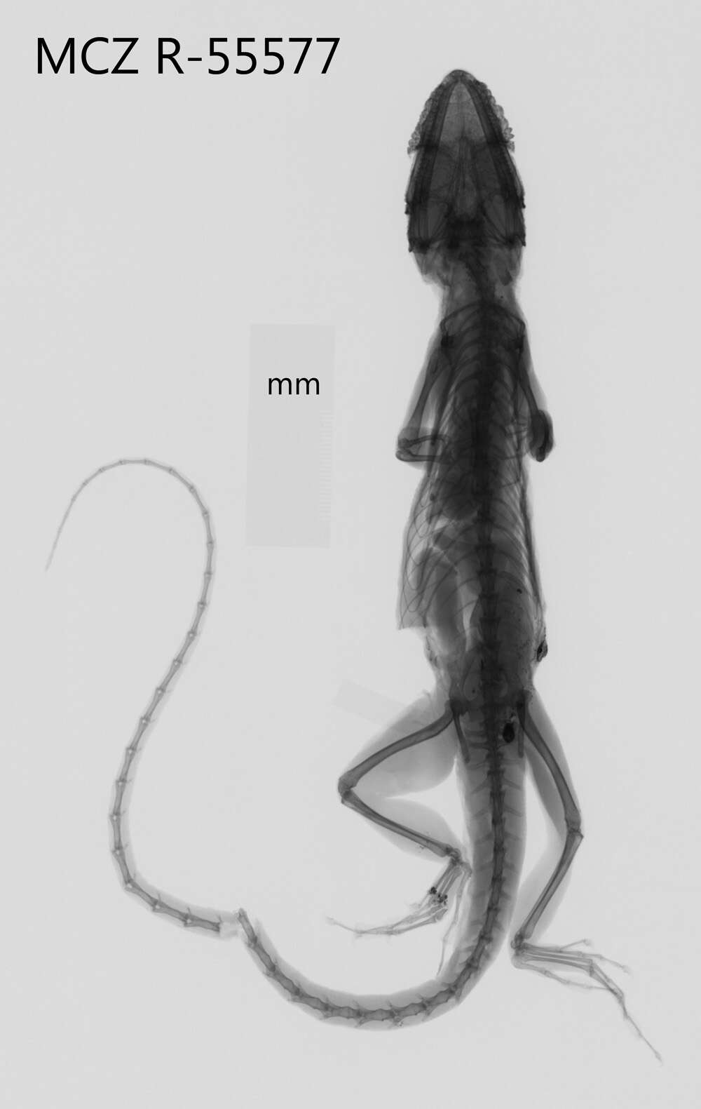 Image of Anolis luteogularis luteogularis Noble And Hassler 1935