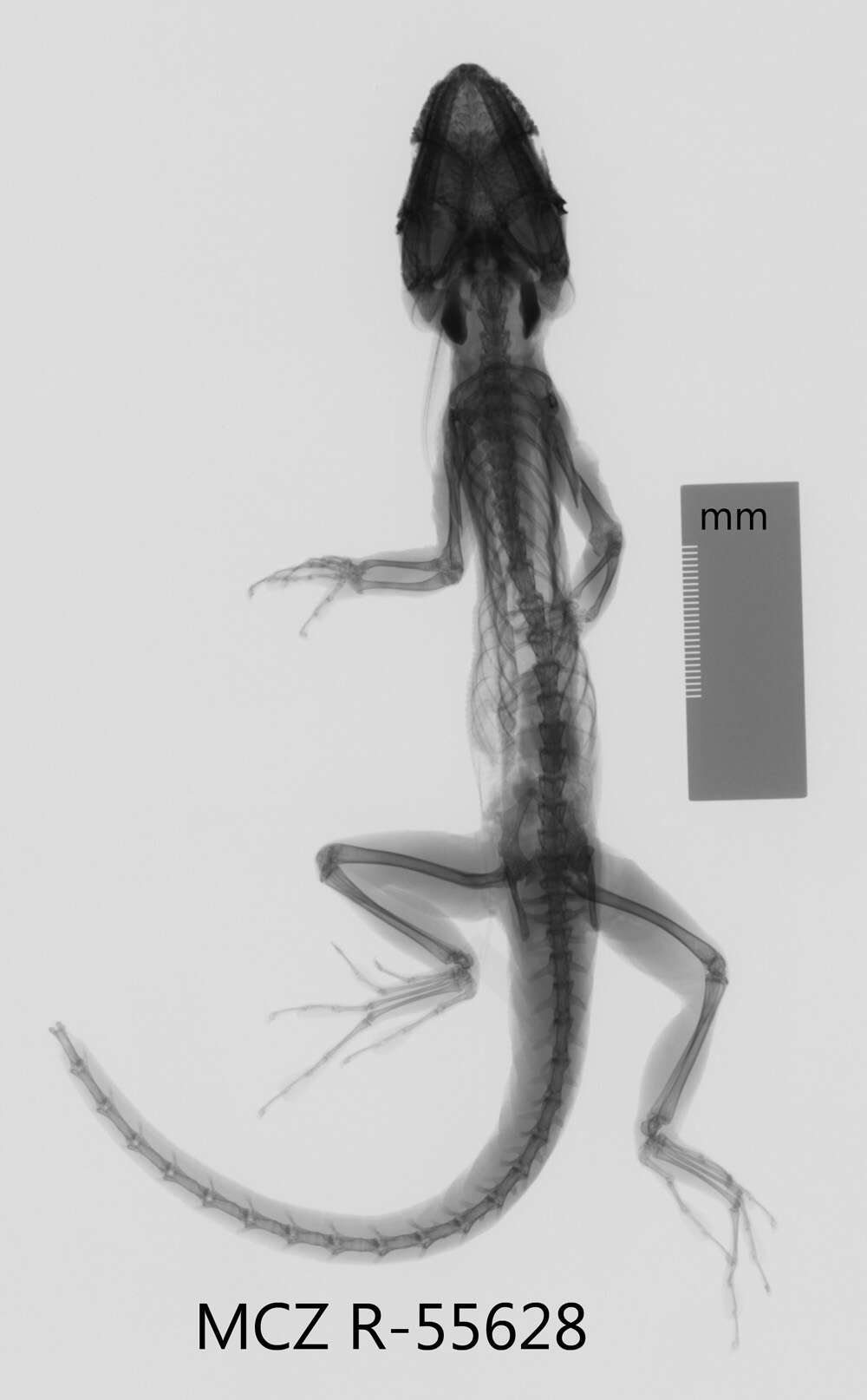 Image of Anolis equestris thomasi Schwartz 1958