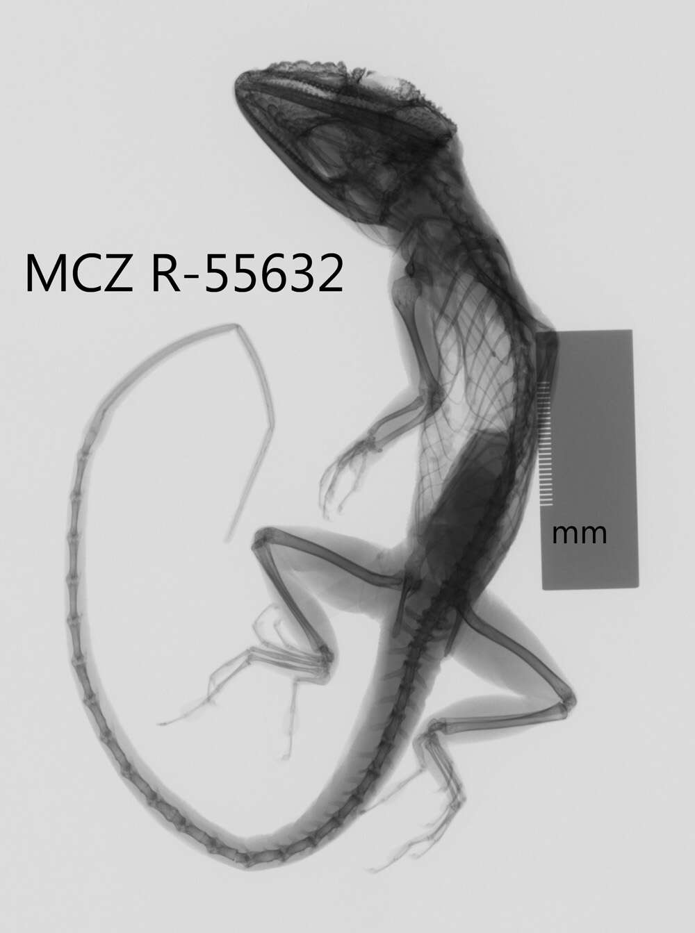 Слика од Anolis noblei Barbour & Shreve 1935