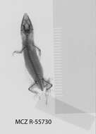 Image de Sphaerodactylus becki Schmidt 1919