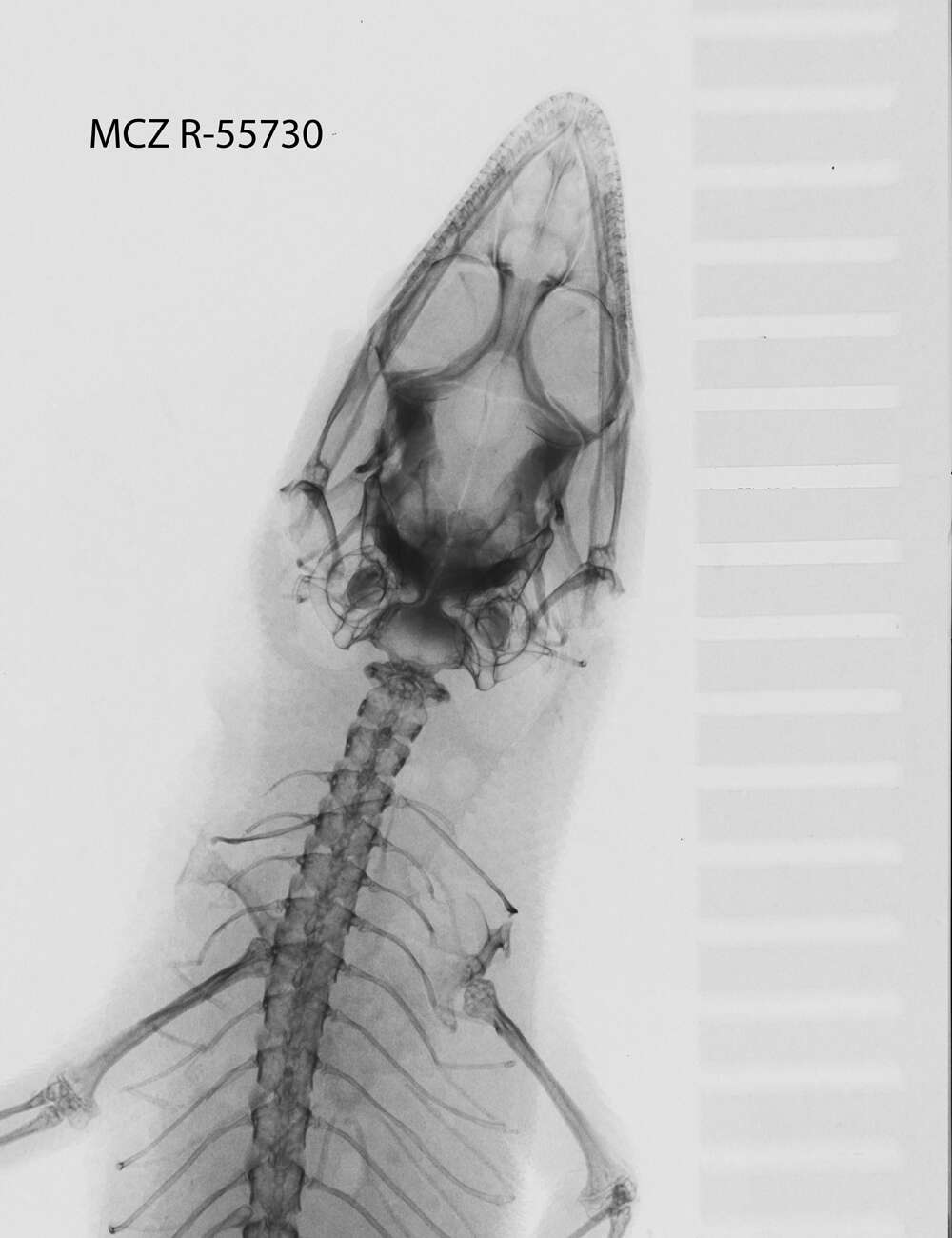 Image de Sphaerodactylus becki Schmidt 1919