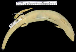 Image of TinyEyelid Galliwasp