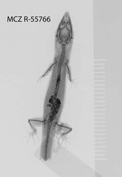 Sphaerodactylus semasiops Thomas 1975 resmi