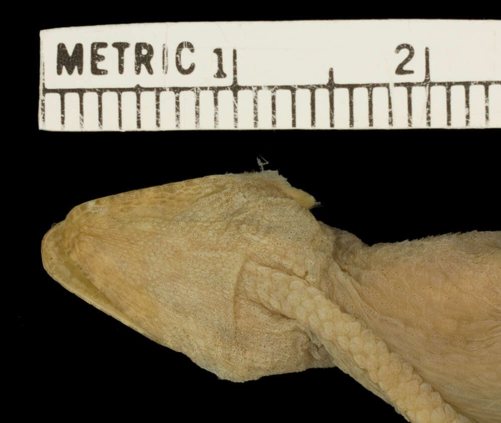 Image of Pacific Anole