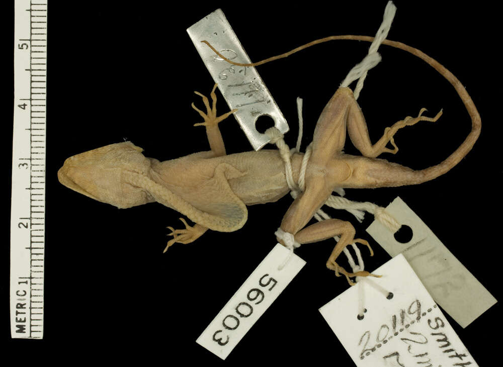 Image of Pacific Anole