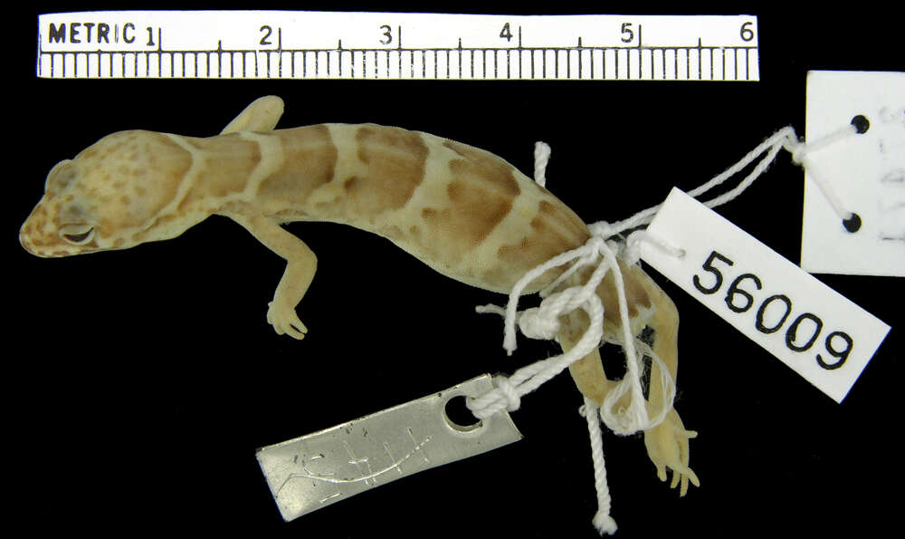 صورة Coleonyx variegatus sonoriensis Klauber 1945