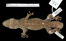 Phyllodactylus tuberculosus magnus Taylor 1942的圖片