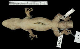 Phyllodactylus tuberculosus magnus Taylor 1942的圖片