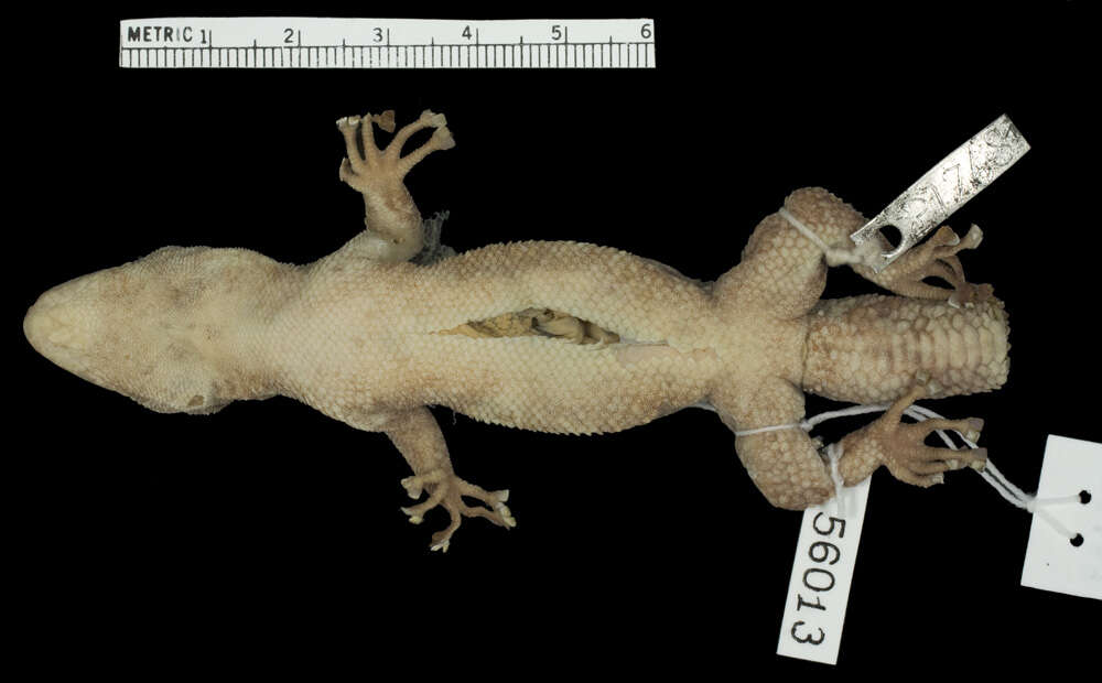 Image of Phyllodactylus tuberculosus magnus Taylor 1942
