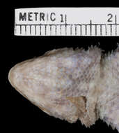 Image of MacDougall's Spiny Lizard