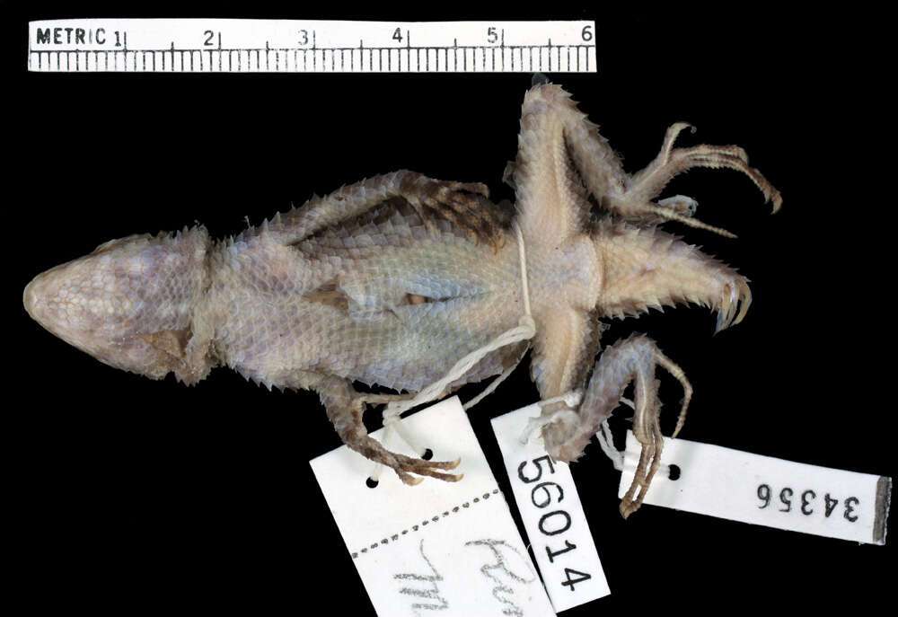 Image of MacDougall's Spiny Lizard