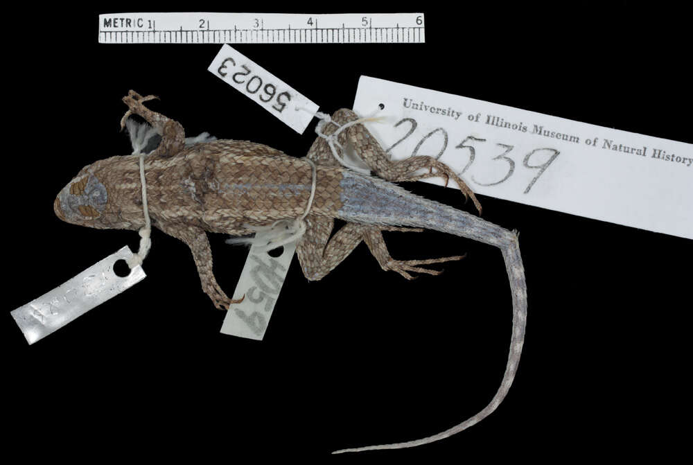 Sceloporus cautus Smith 1938 resmi