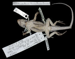 Sceloporus cautus Smith 1938 resmi