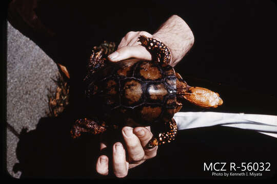 Image of Mexican box turtle