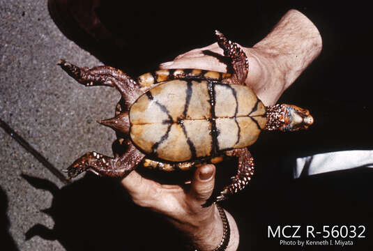 Image of Mexican box turtle