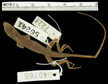 Image of Anolis limifrons Cope 1862