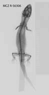 Sphaerodactylus mariguanae Cochran 1934 resmi