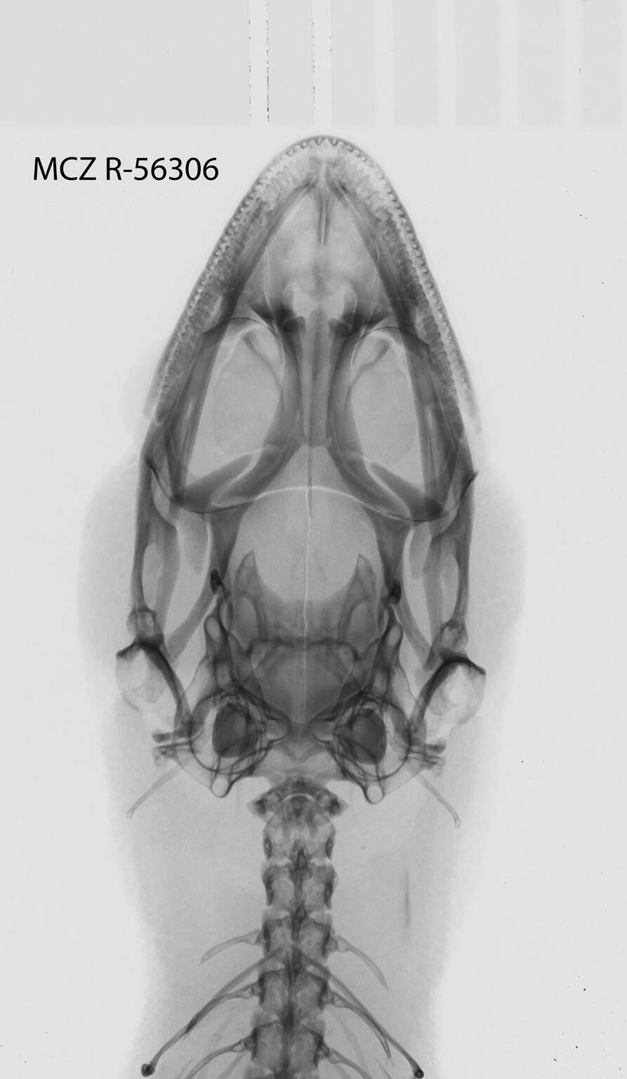 Sphaerodactylus mariguanae Cochran 1934 resmi