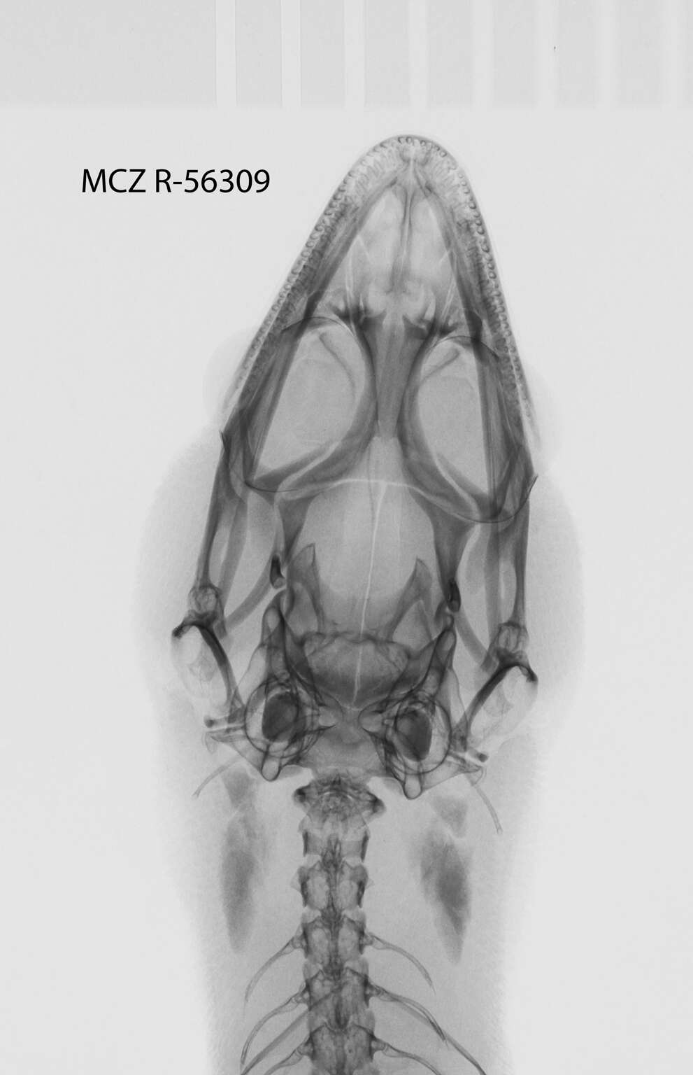 Sphaerodactylus mariguanae Cochran 1934 resmi