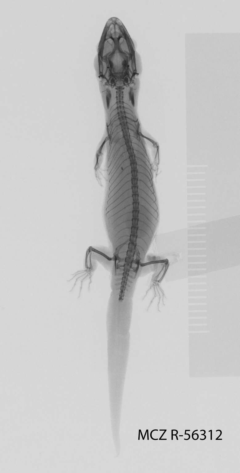 Sphaerodactylus mariguanae Cochran 1934 resmi