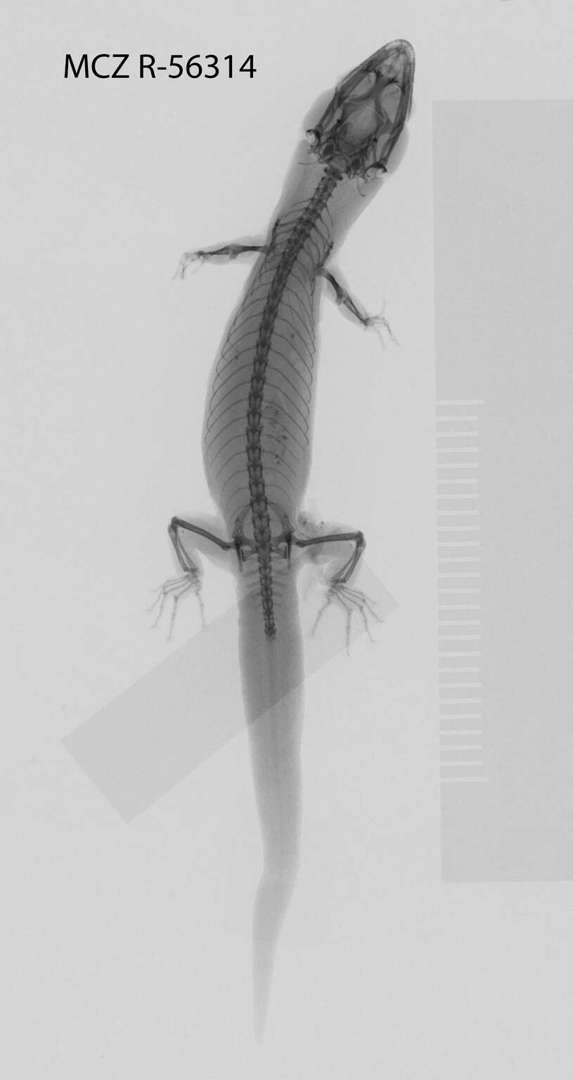 Sphaerodactylus mariguanae Cochran 1934 resmi