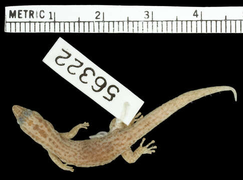 Image of Underwood'sLeast Gecko