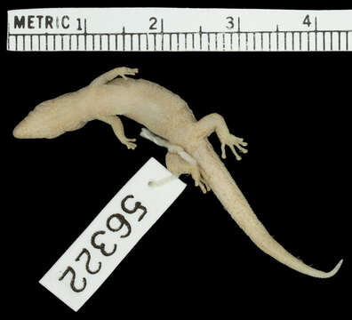 Image of Underwood'sLeast Gecko