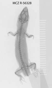 Image of Underwood'sLeast Gecko