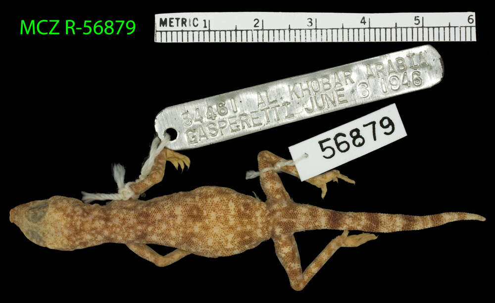 Image of Gulf Short-fingered Gecko