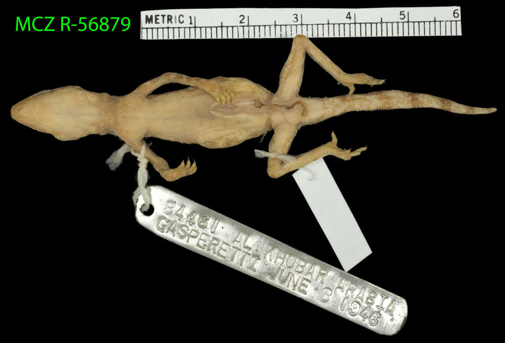 Image of Gulf Short-fingered Gecko